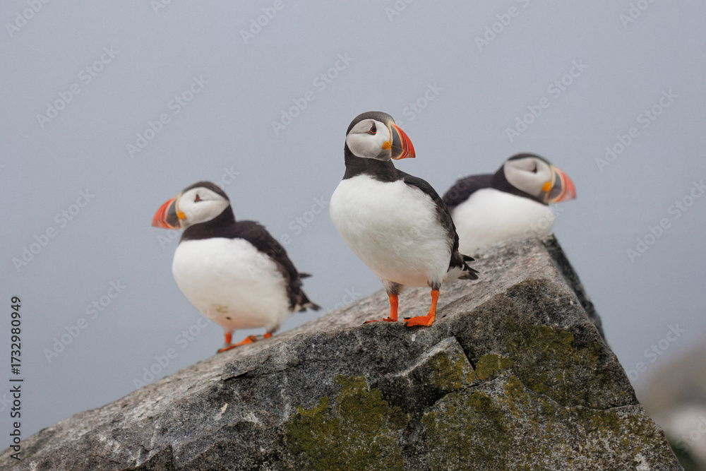 Fototapeta premium Atlantic Puffins on a rock