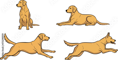 A collection of illustrations showing a golden Labrador retriever in various poses.