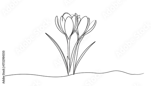 A simple line drawing depicts two crocuses blooming. Their petals arch gracefully, and the foliage appears linear. A minimalist aesthetic