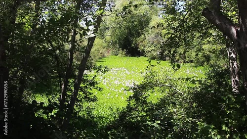 Tree Branches Swaying In Breeze With Plant Choked Inlet Of Lake In Background Santa Rosa California
