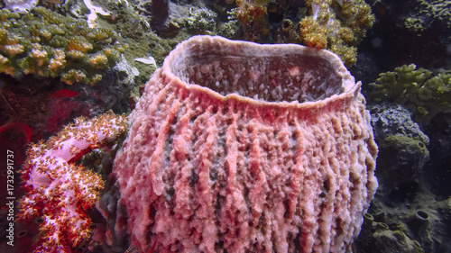 Large vase sponge (Xestospongia testudinaria) during a dive at the north coast of Bali.