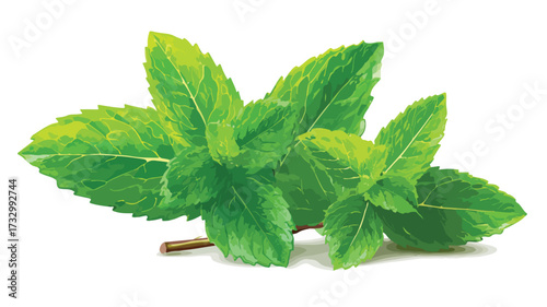 Fresh Mint Leaves Vector Illustration Isolated on White Background