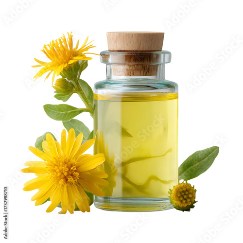 Vibrant yellow arnica flowers bloom beside a clear glass bottle filled with golden arnica oil, perfect for natural healing and wellness products.