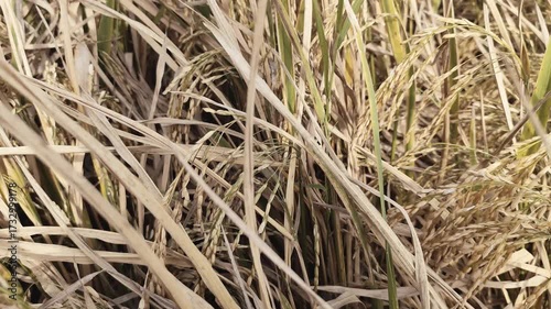 Golden rice field swaying gently in the breeze, ready for harvest on a sunny day, showcasing nature's bounty and agricultural richness