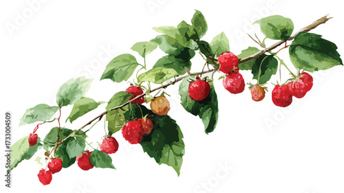 Vibrant Watercolor Raspberry Branch with Berries Isolated EPS Illustration