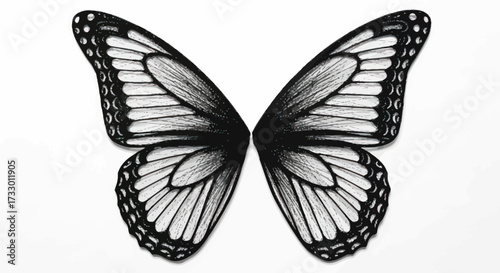 Intricate ink drawing of butterfly wings in monochrome against a plain background