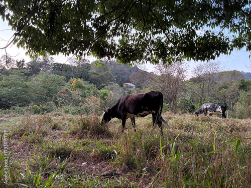 beautiful of cows in the field