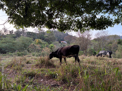 beautiful of cows in the field