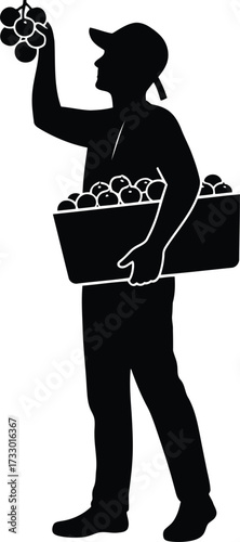 Silhouette of a farmer harvesting grapes with basket full of freshly picked fruit agriculture vineyard concept vector