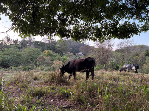 beautiful of cows in the field