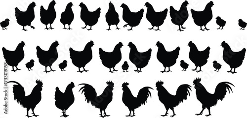 Chicken silhouettes, rooster icons, farm bird poses, black vector set, poultry design, chick shapes, rural livestock art, barnyard animals