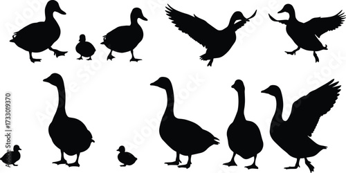 Duck silhouettes, duckling poses, flying bird icons, farm animal vector, black design, waterfowl art, walking ducks, rural theme, feathered creatures