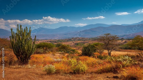 Caatinga landscape, an exclusively Brazilian biome, characterized by a semi-arid climate, mainly in Northeast Brazil