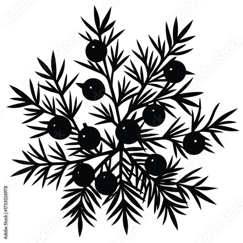 juniper berry silhouette vector illustration on wh (2).eps