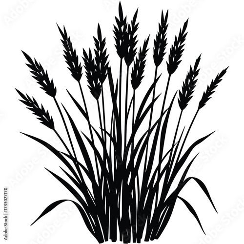 little bluestem grass silhouette vector illustrati (2).eps
