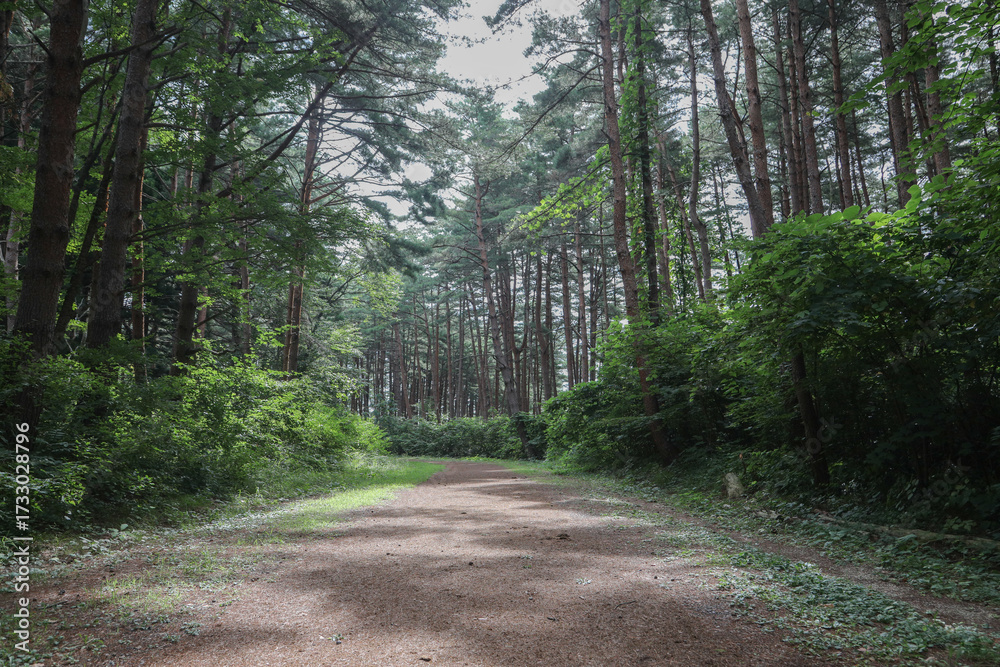 Fototapeta premium 木々に覆われた道