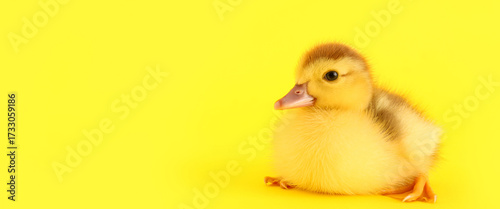 Cute duckling on yellow bac...