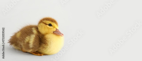 Cute duckling on light back...