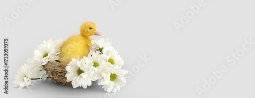 Cute duckling in nest with ...