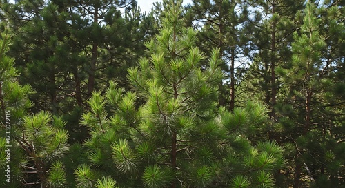 Lush green pine trees in a dense forest with sunlight and overcast sky
