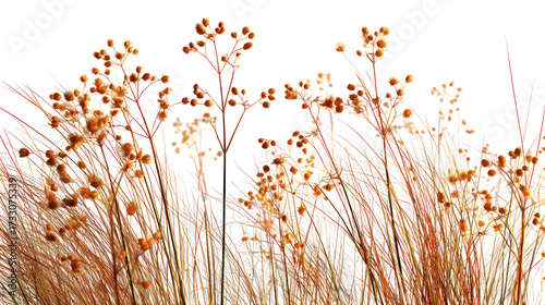Field of wildflowers with warm orange and yellow tones isolated on transparent background