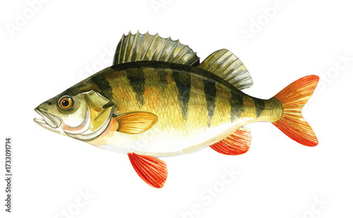 Watercolor Illustration of Perch Fish – Detailed Aquatic Wildlife Art