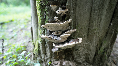 Foto Perenniporia Fraxinea Growing on Tree Trunk in Natural Forest