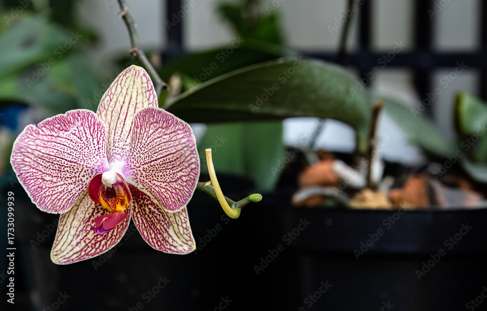 Obraz premium Delicate pink orchid flower close-up. Pink orchid in natural light. Elegant orchid blossom with pink tones. Graceful pink orchid in bloom. Soft pink orchid with vibrant detail