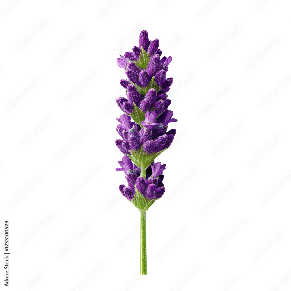 Obraz premium Beautiful Lavender Flower Stem Isolated on a White Background with Detailed Petals and Green Leaves for Floral Designs
