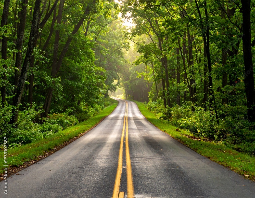 Fototapeta premium Country Road Through Lush Green Forest.
