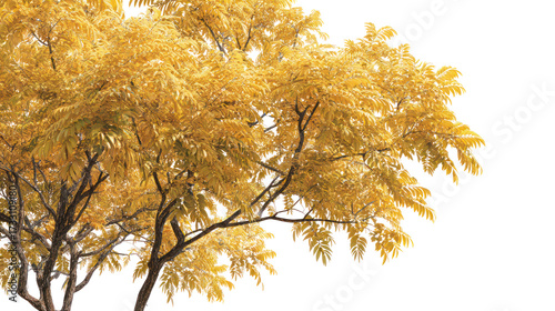 Golden autumn tree with dense foliage isolated on transparent background