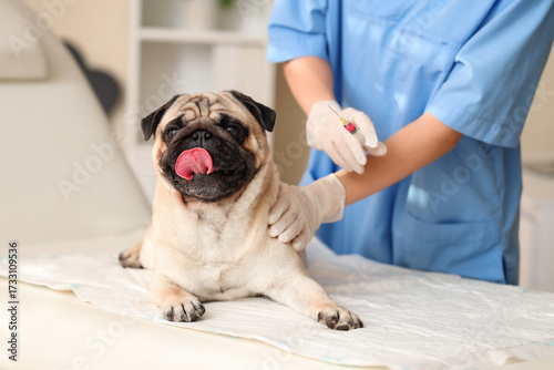 Fotografía Female veterinarian giving vitamin A injection to pug dog in clinic, closeup