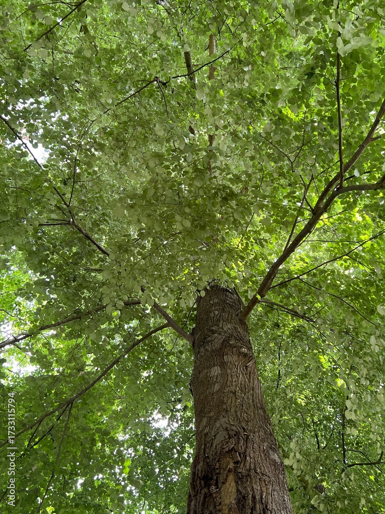 Fototapeta premium The trunk of a tree