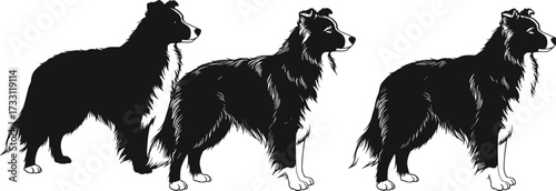 Border Collie dog silhouettes, black and white herding breed illustration, farm working sheepdog vector, domestic pet artwork, canine animal design