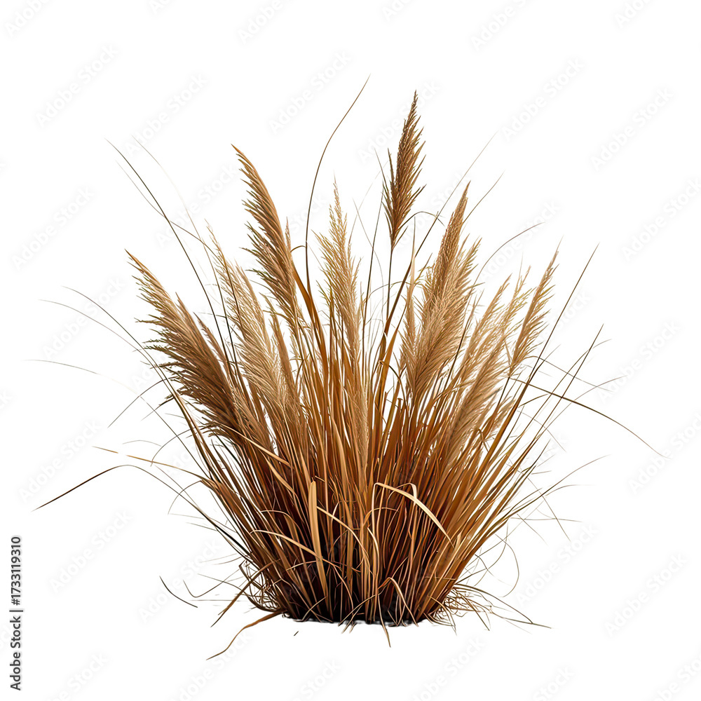 Obraz premium Natural Dried Pampas Grass Bush, Generative AI