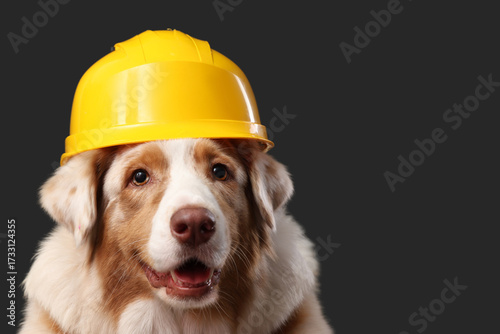 Cute Australian Shepherd do...