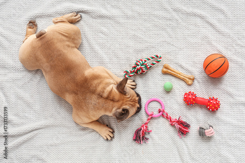 French bulldog with toys an...