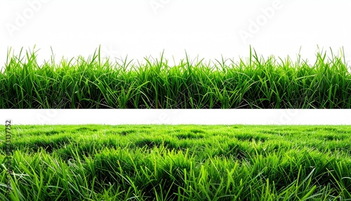 Two grass sections, one close-up, one far. Lush green blades against a white background