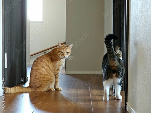 An annoyed ginger cat sits in a doorway, glaring at the camera, while a tabby cat walks away. This candid and humorous indoor photo captures a domestic feline's grumpy personality and a funny moment