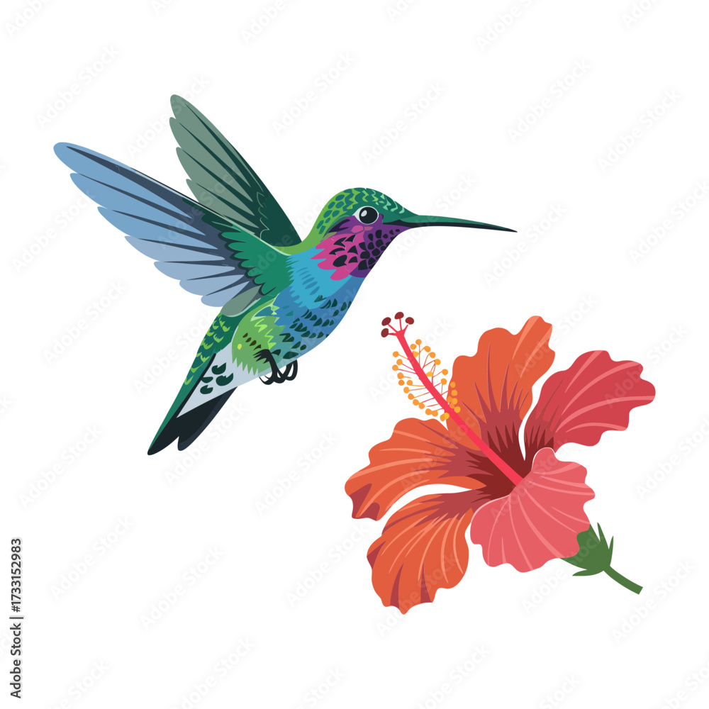 Obraz premium Colorful hummingbird with hibiscus bloom, clean white background, delicate feathers, bright tropical palette, fine detailed wildlife illustration