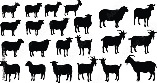Sheep and goat silhouettes collection, black vector farm animals, livestock agriculture design, countryside rural artwork, domestic mammal farming illustrationSheep and goat silhouettes 