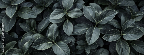 Textura de folhagem cinzenta ou verde escura em close-up