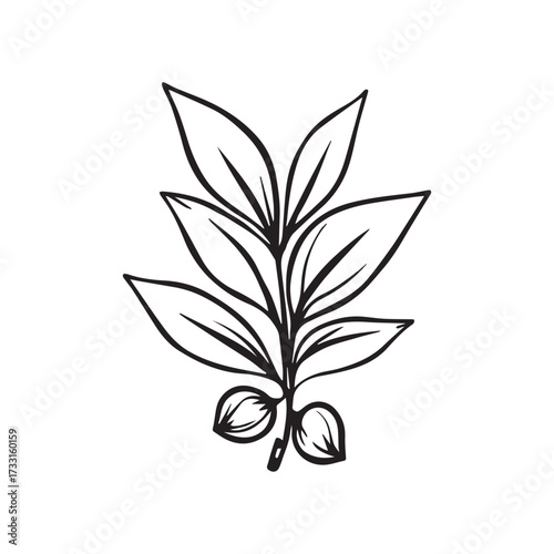 Coffee Plant Logo with Decorative Frame and Minimal Layout