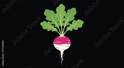 A fresh red radish with green leaves and white root growing upwards on a black background.