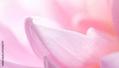 Abstract Close Up of Delicate Pink Lotus Flower Petal with Soft Lighting and Water Droplets for Wallpaper or Background