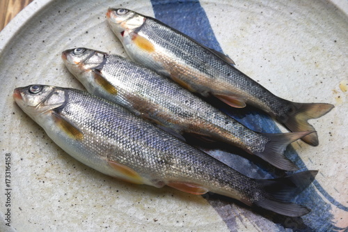 天然の川魚イメージ４