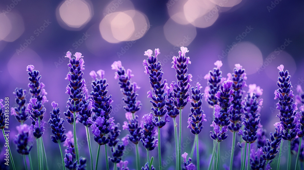 Fototapeta premium Panoramic view of blooming purple lavender fields. Symbol of beauty, calmness, and natural aromatherapy. Serene floral landscape radiating fragrance, freshness, and seasonal elegance.