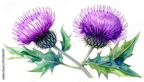 Artistic watercolor depiction of two Scottish thistle flowers with prickly heads and vibrant purple hues, arranged with green leaves