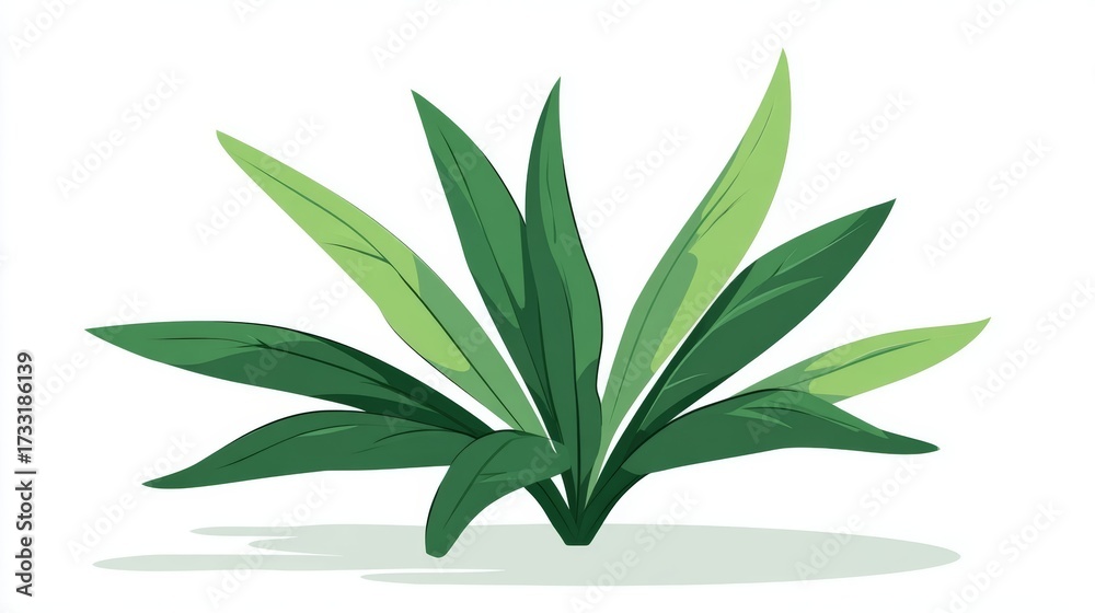 Fototapeta premium Fresh aloe vera plant in a green pot, with thick leaves and a botanical feel, isolated on white