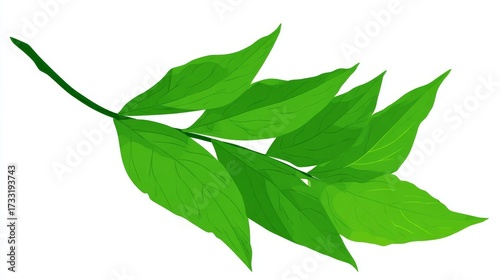 Wallpaper Mural A fresh green leaf or branch of foliage from a plant or tree, often shown in closeup as an isolated object on a white background, is a common image for stock photography Torontodigital.ca